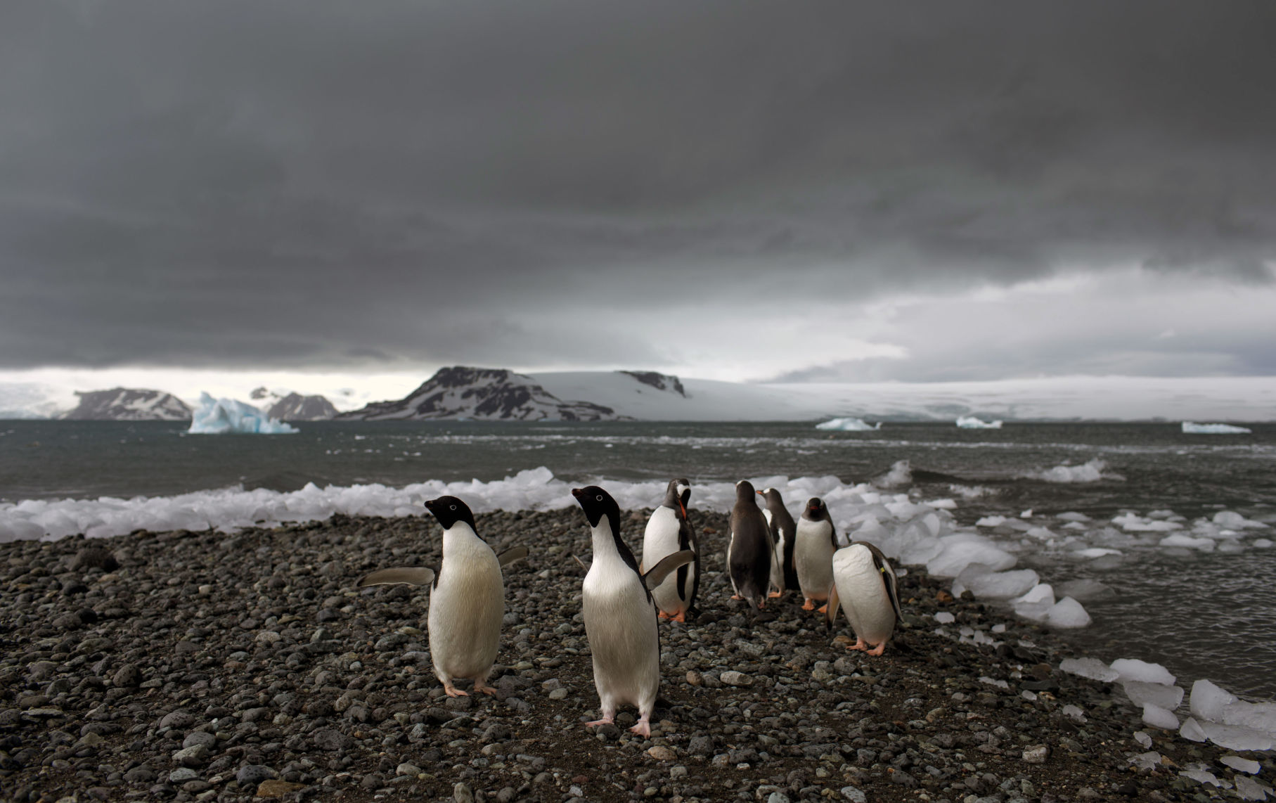 Penguins